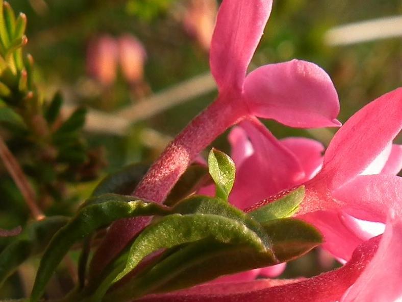 Daphne striata vs Daphne cneorum